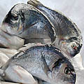 Bilder Fischhandel und Italienische Lebensmittel GmbH