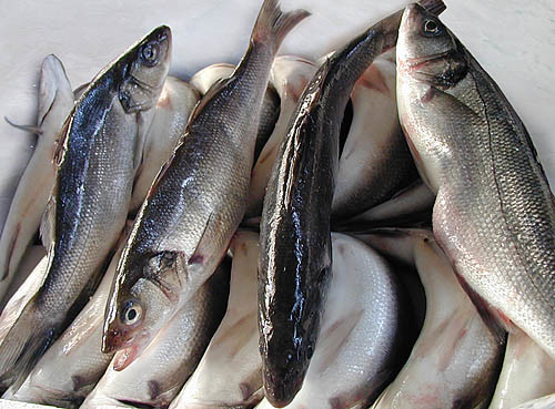 Bilder Fischhandel und Italienische Lebensmittel GmbH
