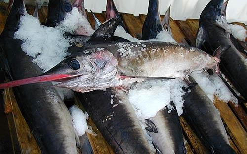 Bilder Fischhandel und Italienische Lebensmittel GmbH