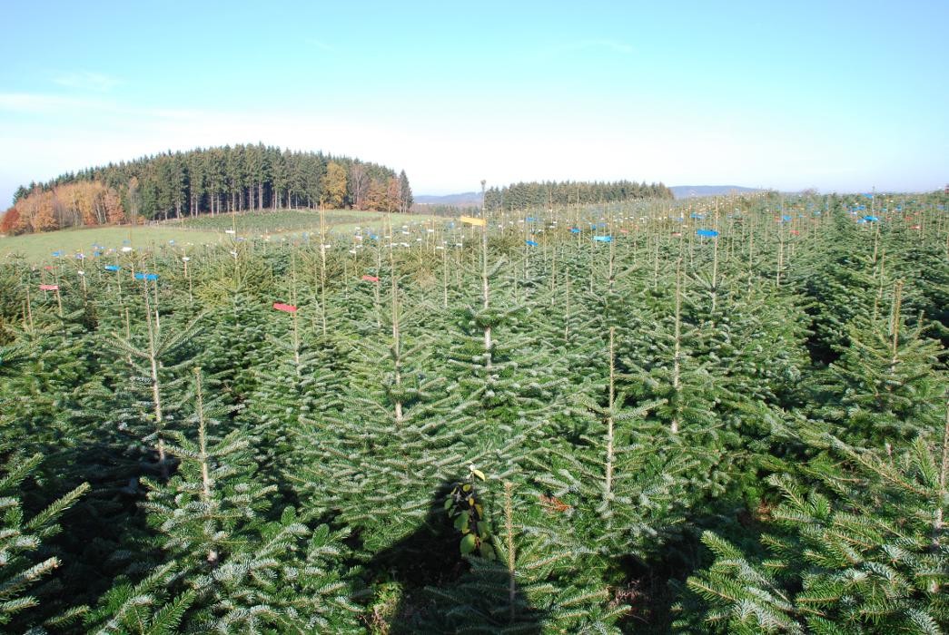 Bilder Dissmann Weihnachtsbäume