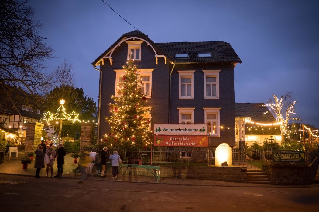 Bilder Dissmann Weihnachtsbäume