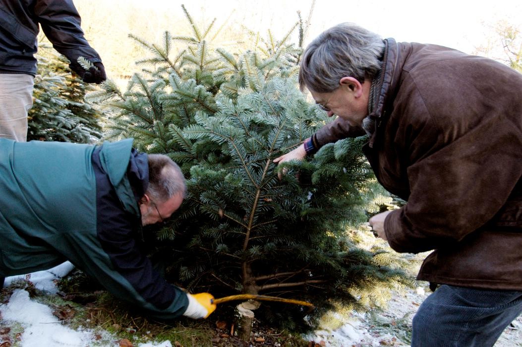 Bilder Dissmann Weihnachtsbäume
