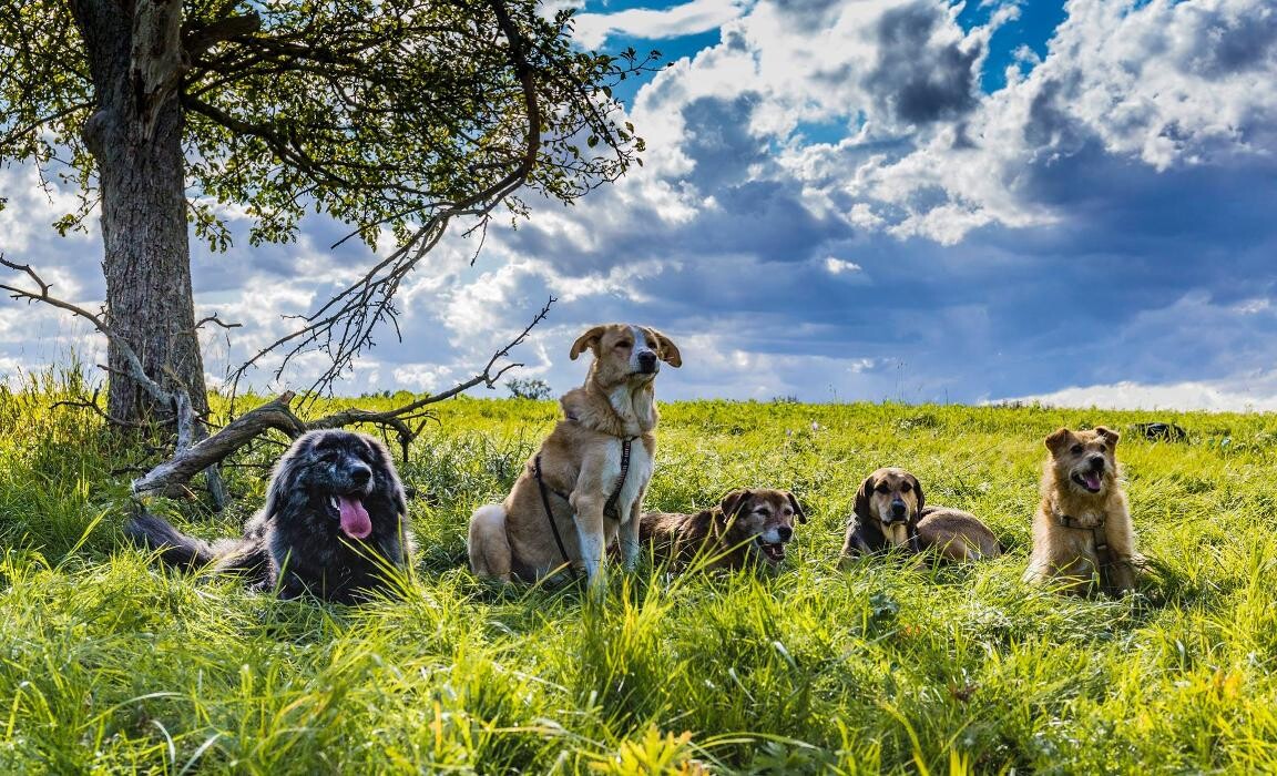 Bilder Wedel wedel Hundeschule