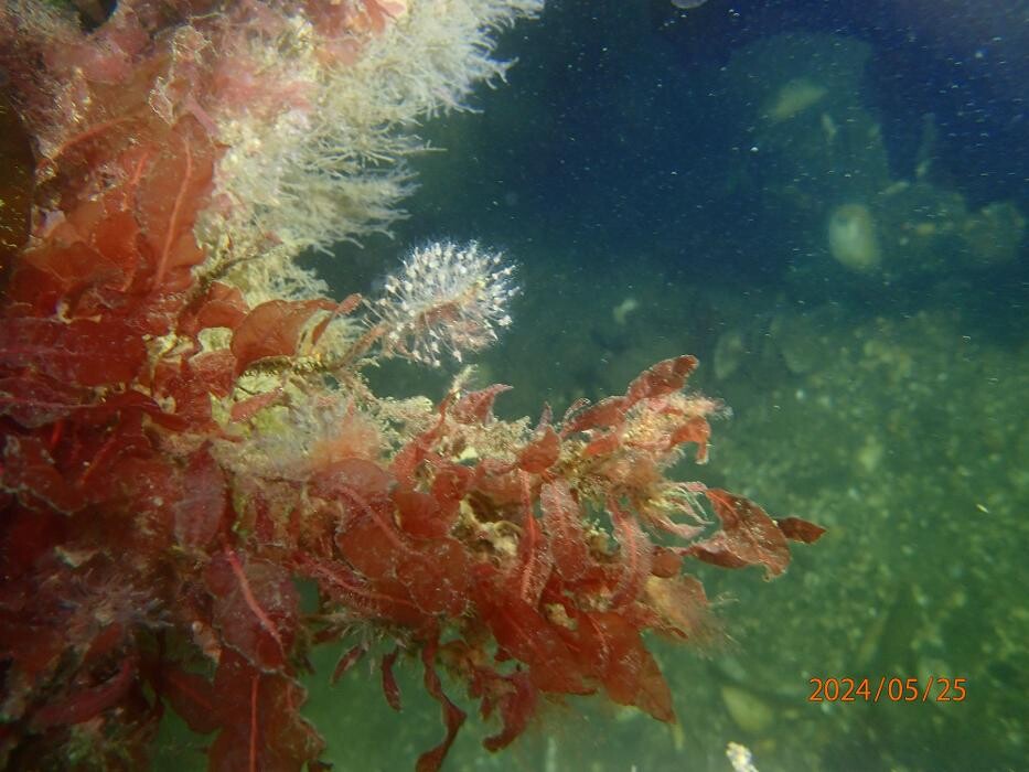 Bilder Helos-Vip-Diving ,Tauchschule und Schwimmschule