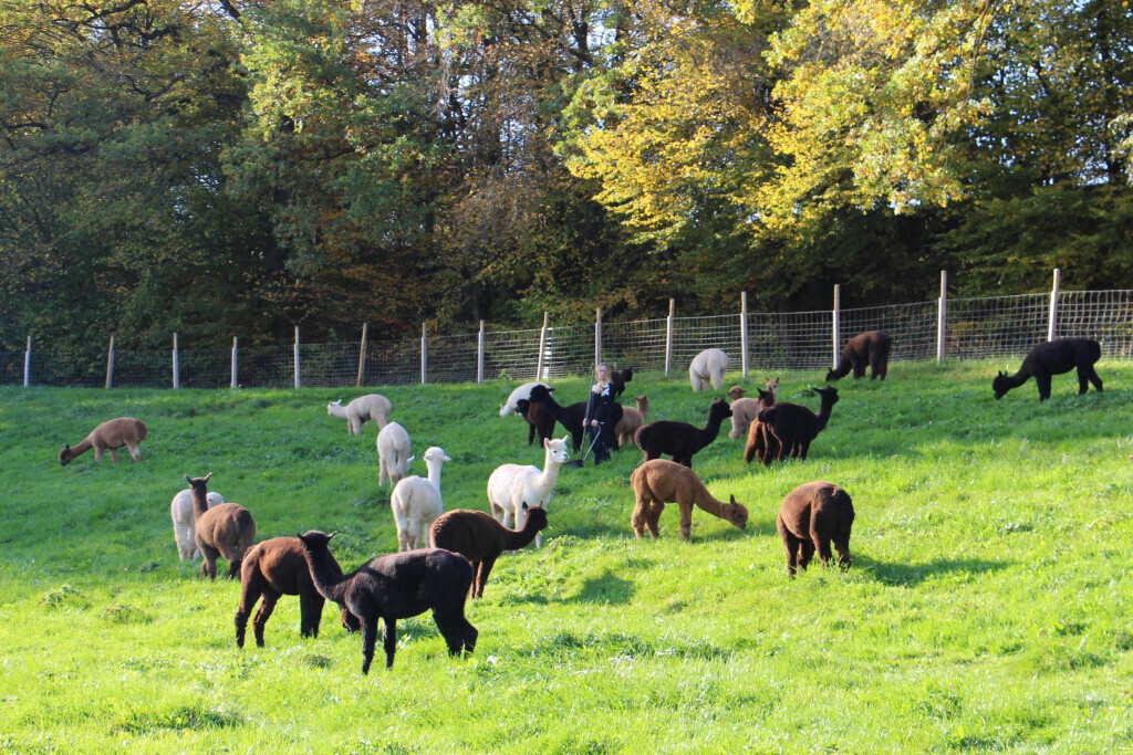 Bilder Bühlertal Alpakas - Bellapaca Gbr