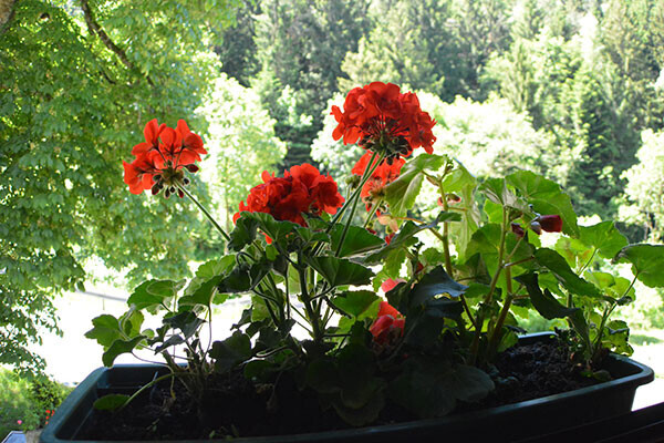 Bilder Gasthaus Krone