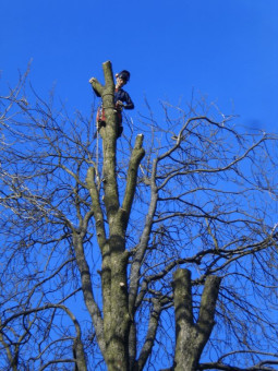 Bilder Baumdienst Koch    Christian Koch
