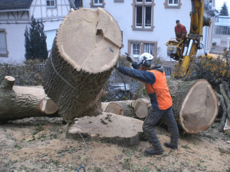 Bilder Baumdienst Koch    Christian Koch