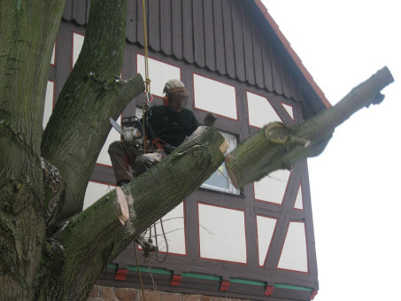 Bilder Baumdienst Koch    Christian Koch