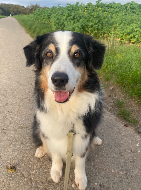 Bilder marionsalltagshunde mobile Hundetrainerin