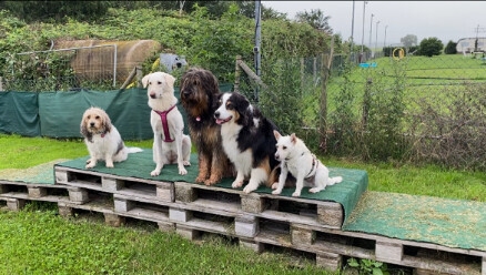 Bilder marionsalltagshunde mobile Hundetrainerin