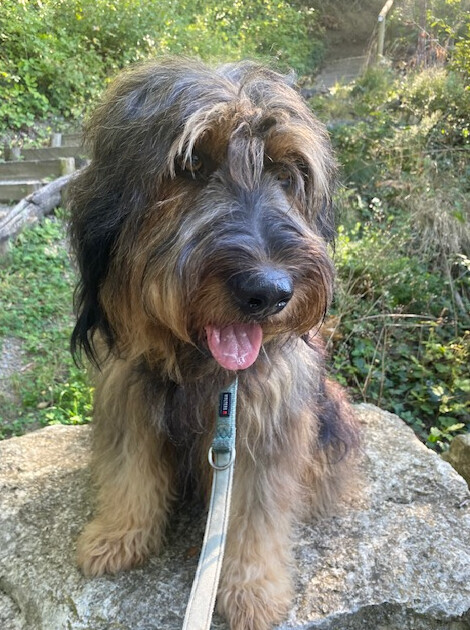 Bilder marionsalltagshunde mobile Hundetrainerin