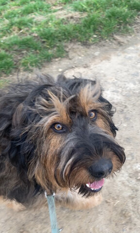 Bilder marionsalltagshunde mobile Hundetrainerin