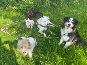 Bilder marionsalltagshunde mobile Hundetrainerin