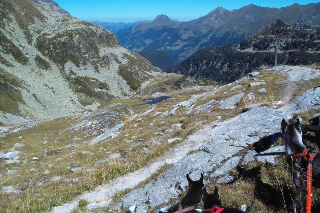 Bilder Huskytouren Hochschwarzwald