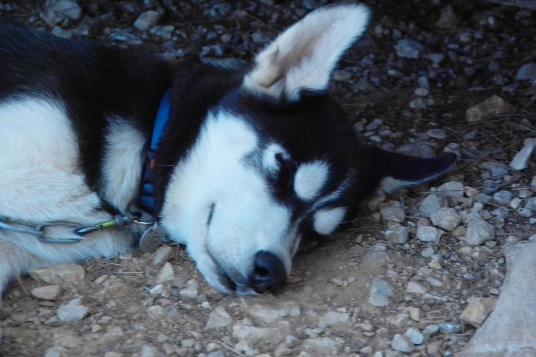Bilder Huskytouren Hochschwarzwald