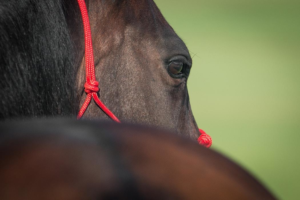 Bilder Horsemanship- und Therapiehof
