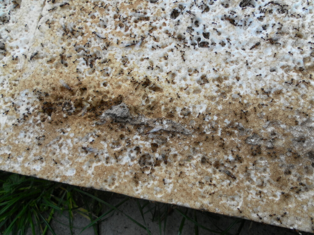 Bilder Bischof Schädlingsbekämpfung GmbH