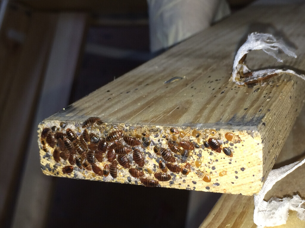 Bilder Bischof Schädlingsbekämpfung GmbH