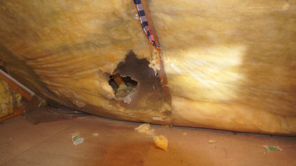 Bilder Bischof Schädlingsbekämpfung GmbH