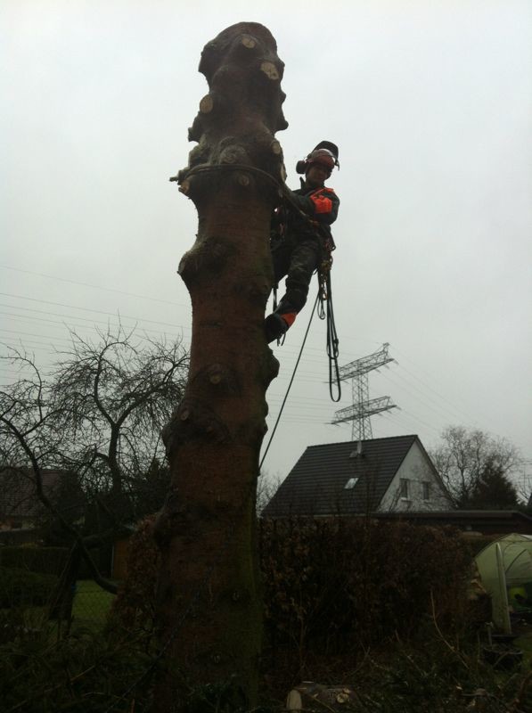 Bilder OS Dienstleistungen qualifizierte Baumarbeiten, Heckenbeschnitt, Gartengestaltung