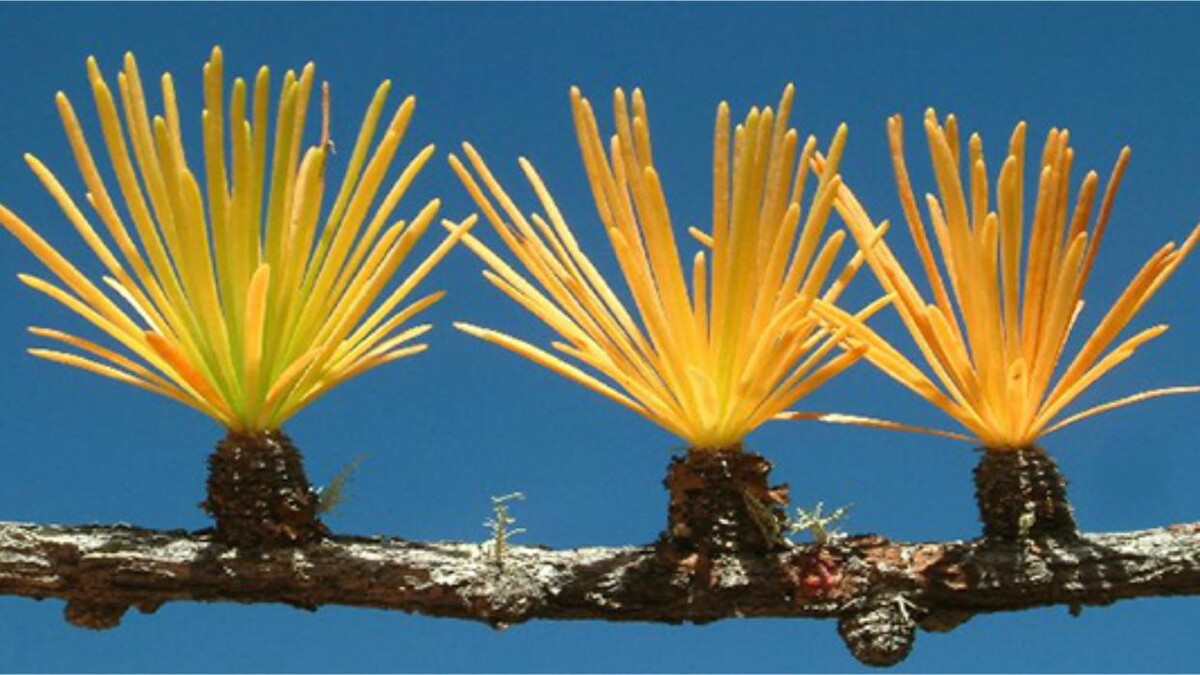 Bilder Diplom-Psychologe Hermann Pankratz