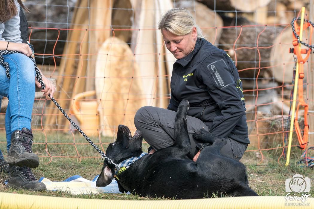 Bilder Hundezentrum Günzburg