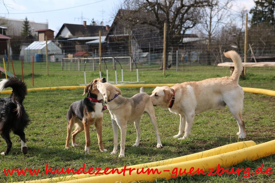 Bilder Hundezentrum Günzburg