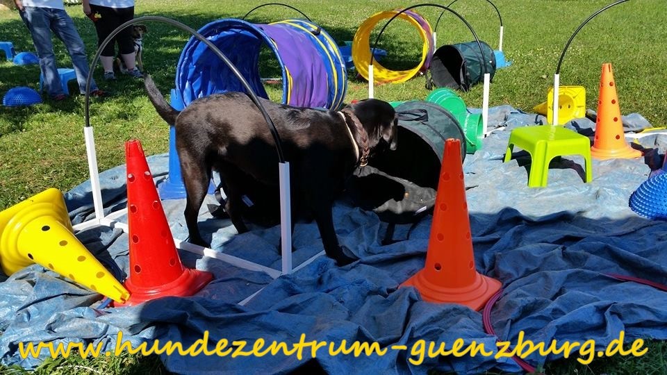 Bilder Hundezentrum Günzburg