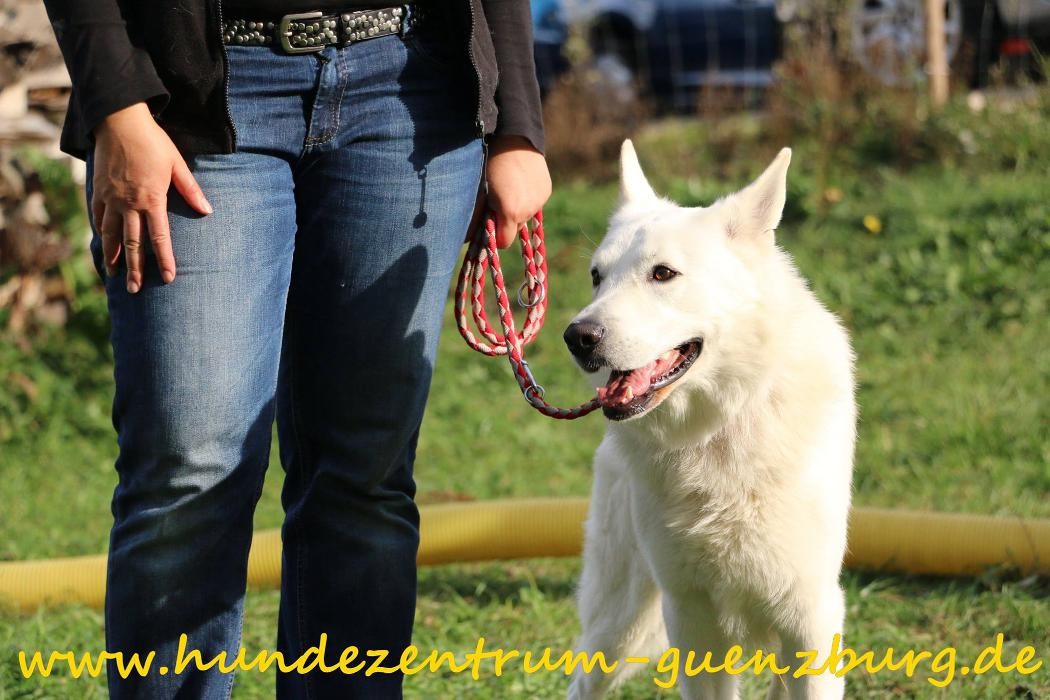 Bilder Hundezentrum Günzburg