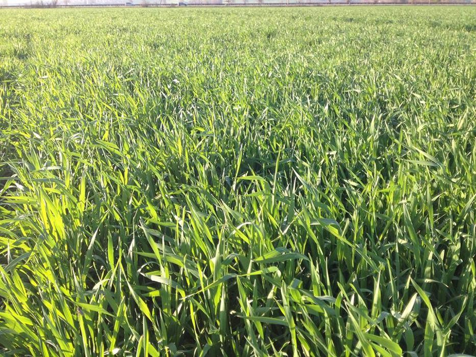 Bilder Riedl Unterahrain