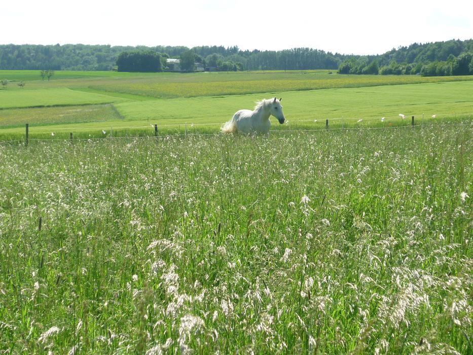 Bilder Tierkommunikation Kontakt zur Tierseele