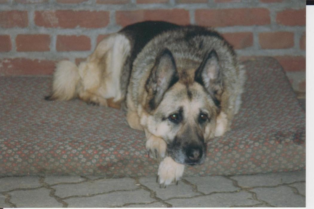 Bilder Tierkommunikation Kontakt zur Tierseele
