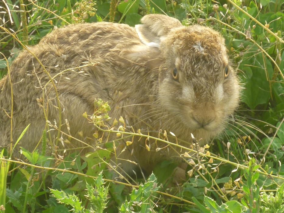 Bilder Tierkommunikation Kontakt zur Tierseele