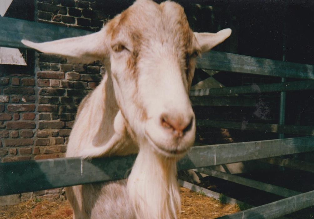 Bilder Tierkommunikation Kontakt zur Tierseele
