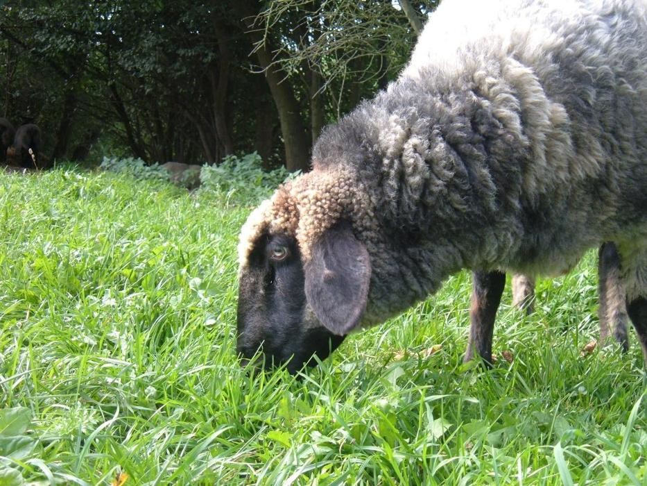 Bilder Tierkommunikation Kontakt zur Tierseele