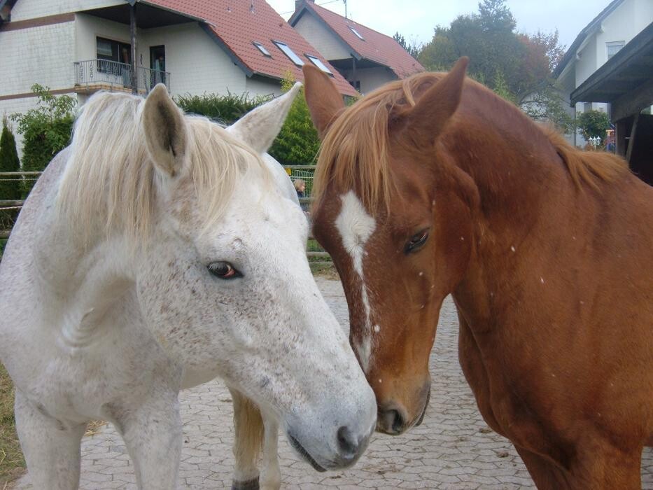Bilder Tierkommunikation Kontakt zur Tierseele