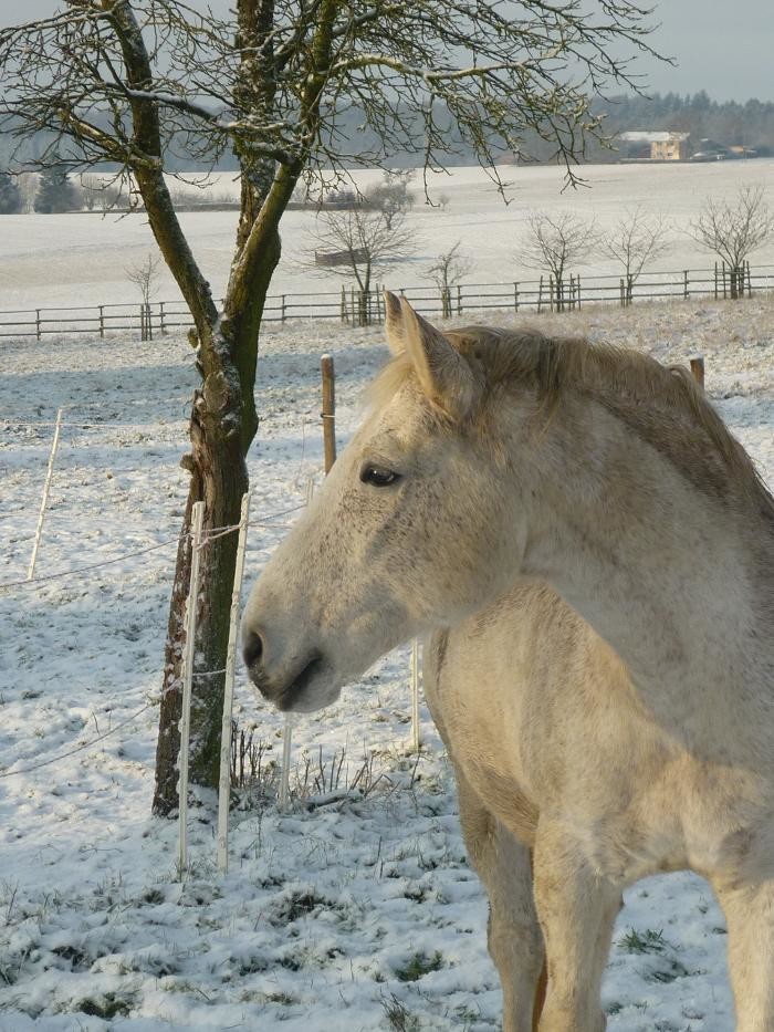 Bilder Tierkommunikation Kontakt zur Tierseele