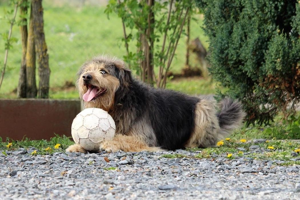 Bilder Hundepension Weinberghof GmbH