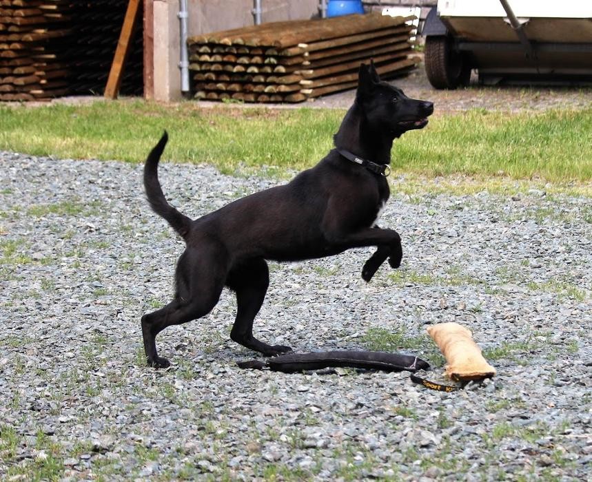 Bilder Hundepension Weinberghof GmbH