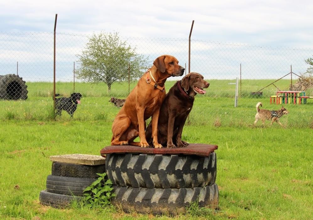 Bilder Hundepension Weinberghof GmbH