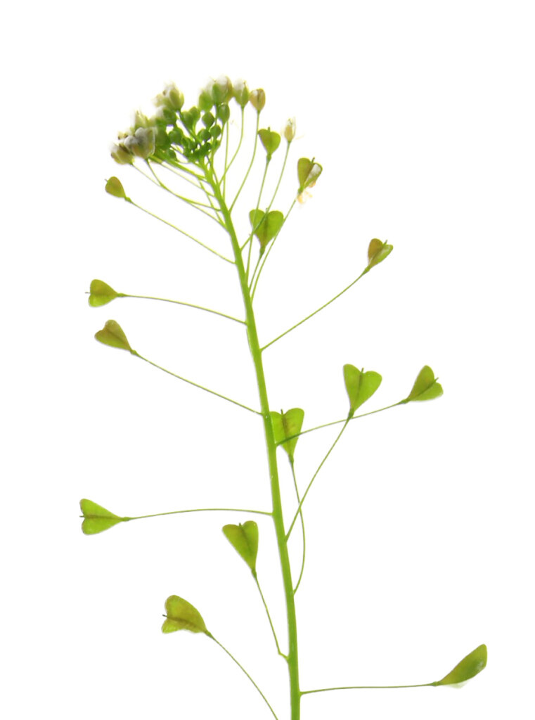 Naturheilkunde, Homöopathie und Bowen Faszientherapie Logo