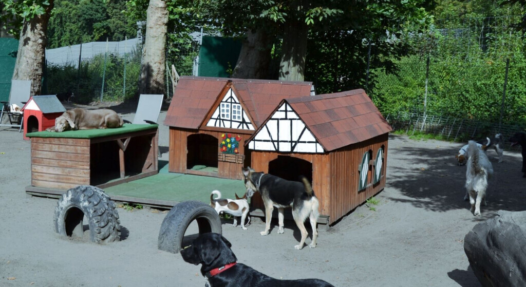 Bilder Hundezentrum Canidos Gelsenkirchen