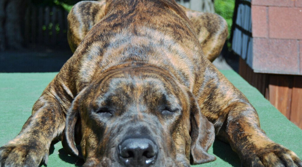 Bilder Hundezentrum Canidos Gelsenkirchen