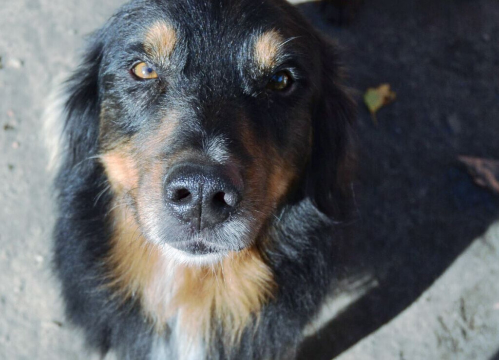 Bilder Hundezentrum Canidos Gelsenkirchen