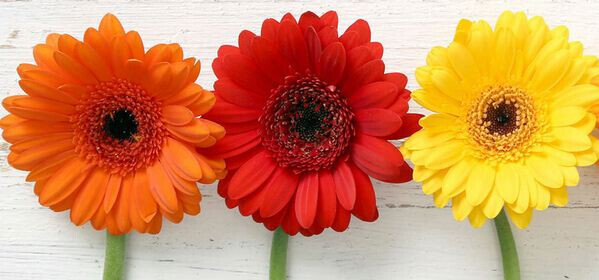 Bilder Silke Engel Blumen