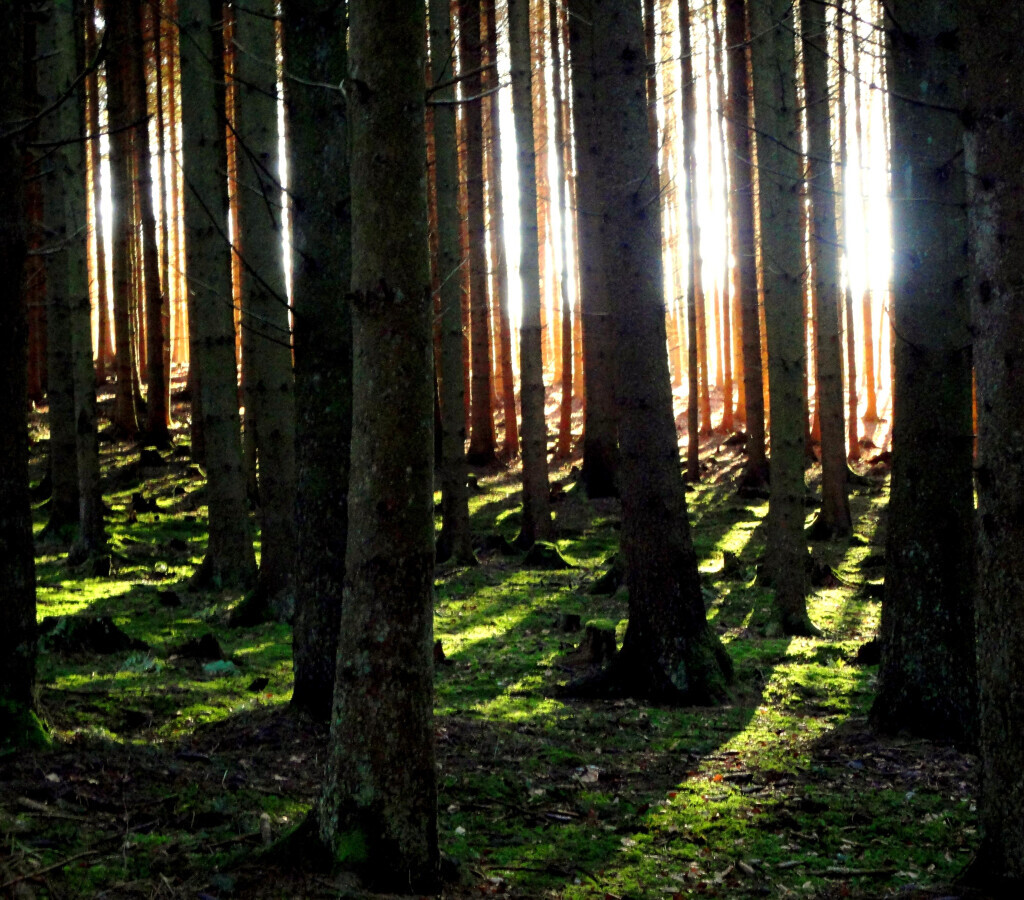 Bilder Gabriele Bremicker Praxis Freiraum