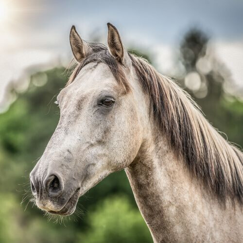 Bilder Anja Sehrt Fotografie