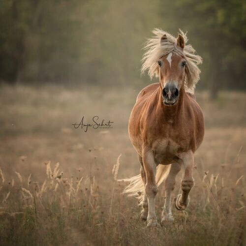Bilder Anja Sehrt Fotografie