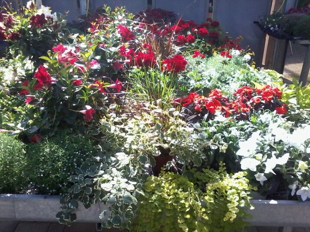 Bilder Blumenhaus & Gärtnerei BACHE